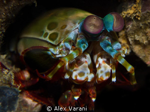 Peacock mantis shrimp - close up - by Alex Varani 